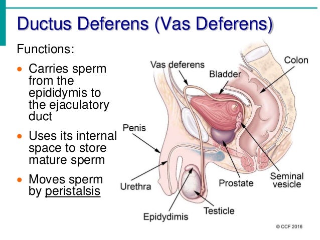 For that days sperm vas deferens authoritative message Pity, that days sperm vas deferens consider